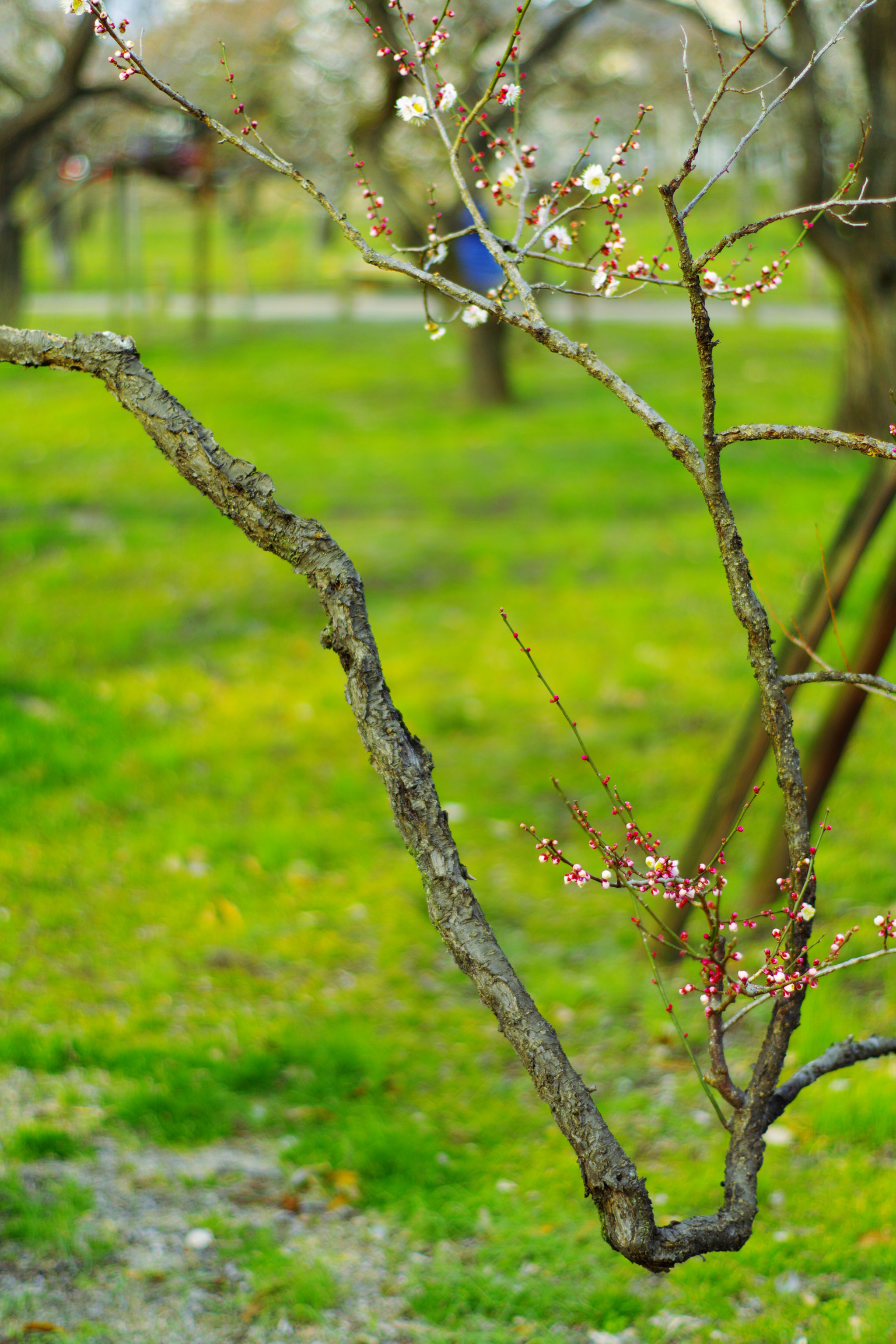 Pentax K-S2 + Pentax smc DA 50mm F1.8 sample photo. あいさつ photography