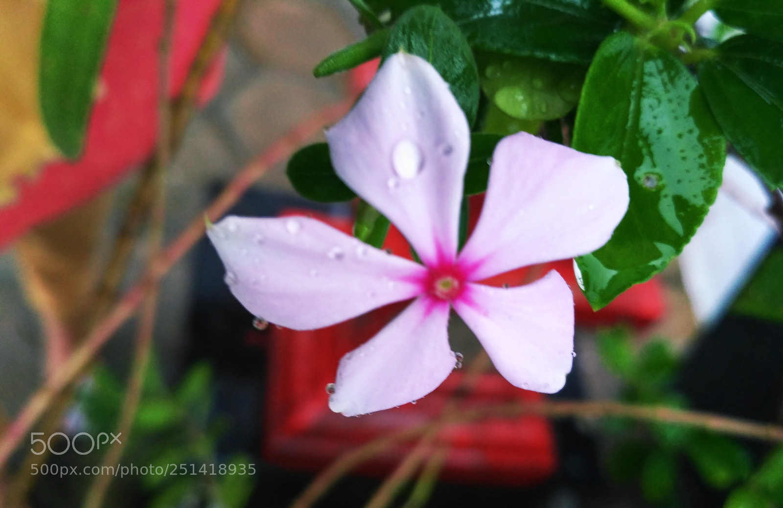 Xiaomi Redmi 3S sample photo. Summer showers photography