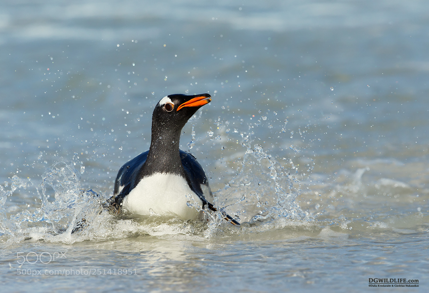 Canon EOS-1D X sample photo. Gentoo penguin splashing in photography
