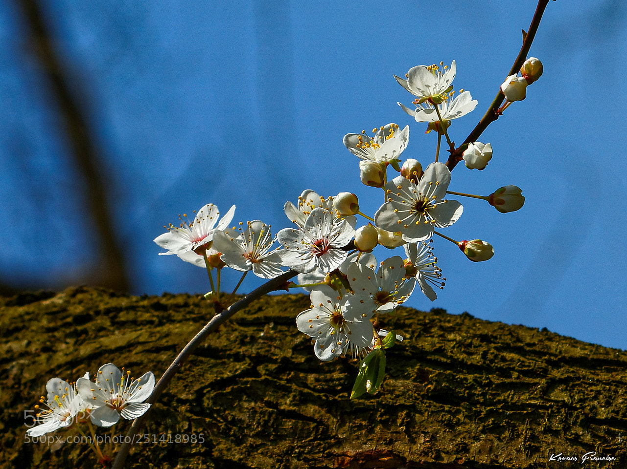 Canon EOS 7D sample photo. The spring signs photography