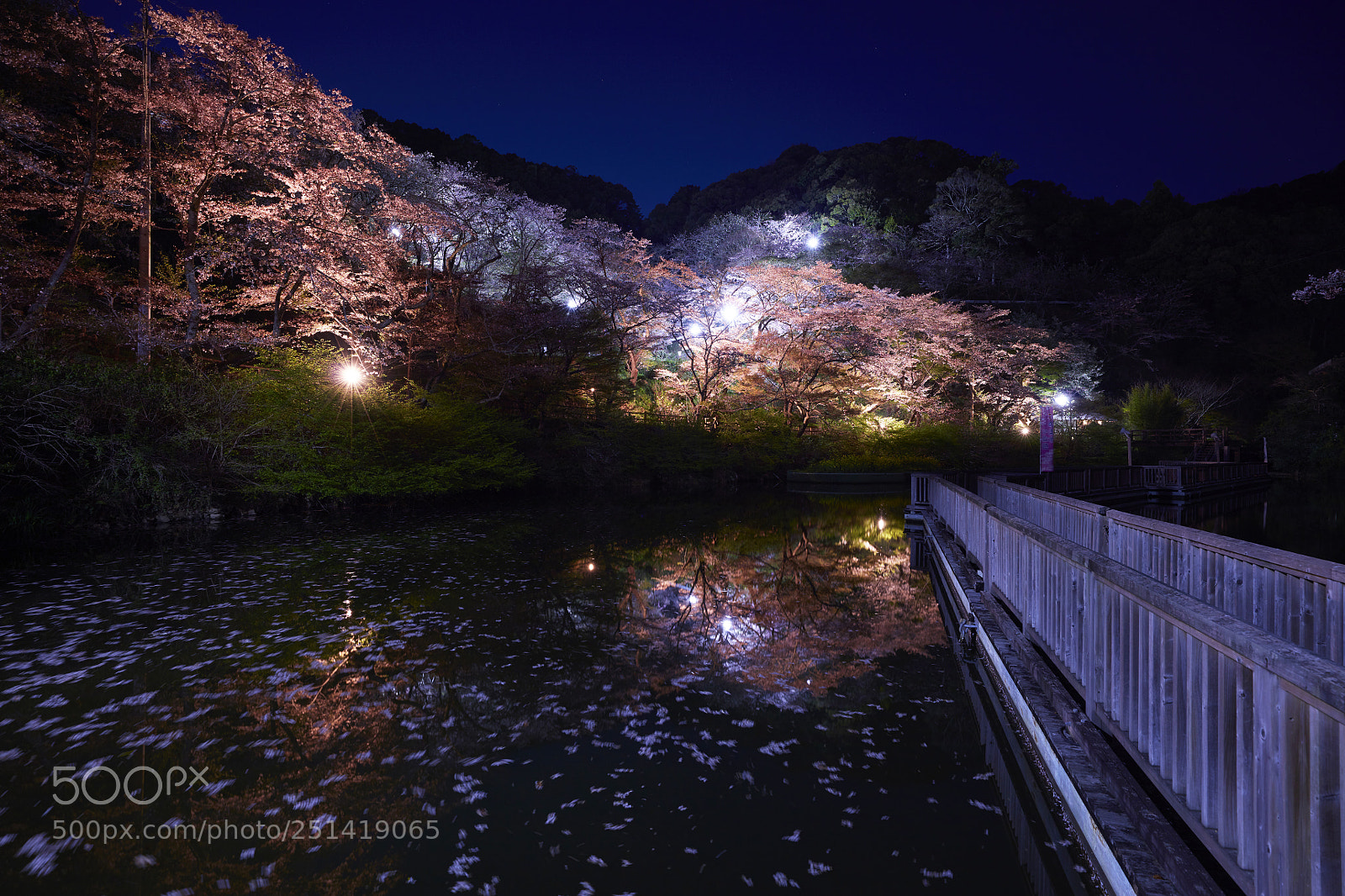 Canon EOS 5DS R sample photo. Falling cherry blossoms photography