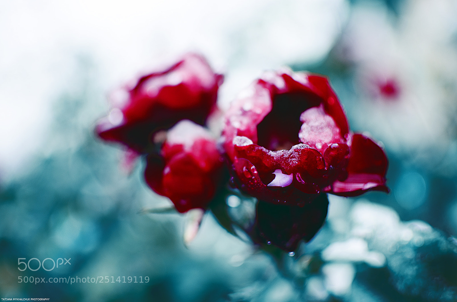 Nikon D5100 sample photo. Rose and snow photography