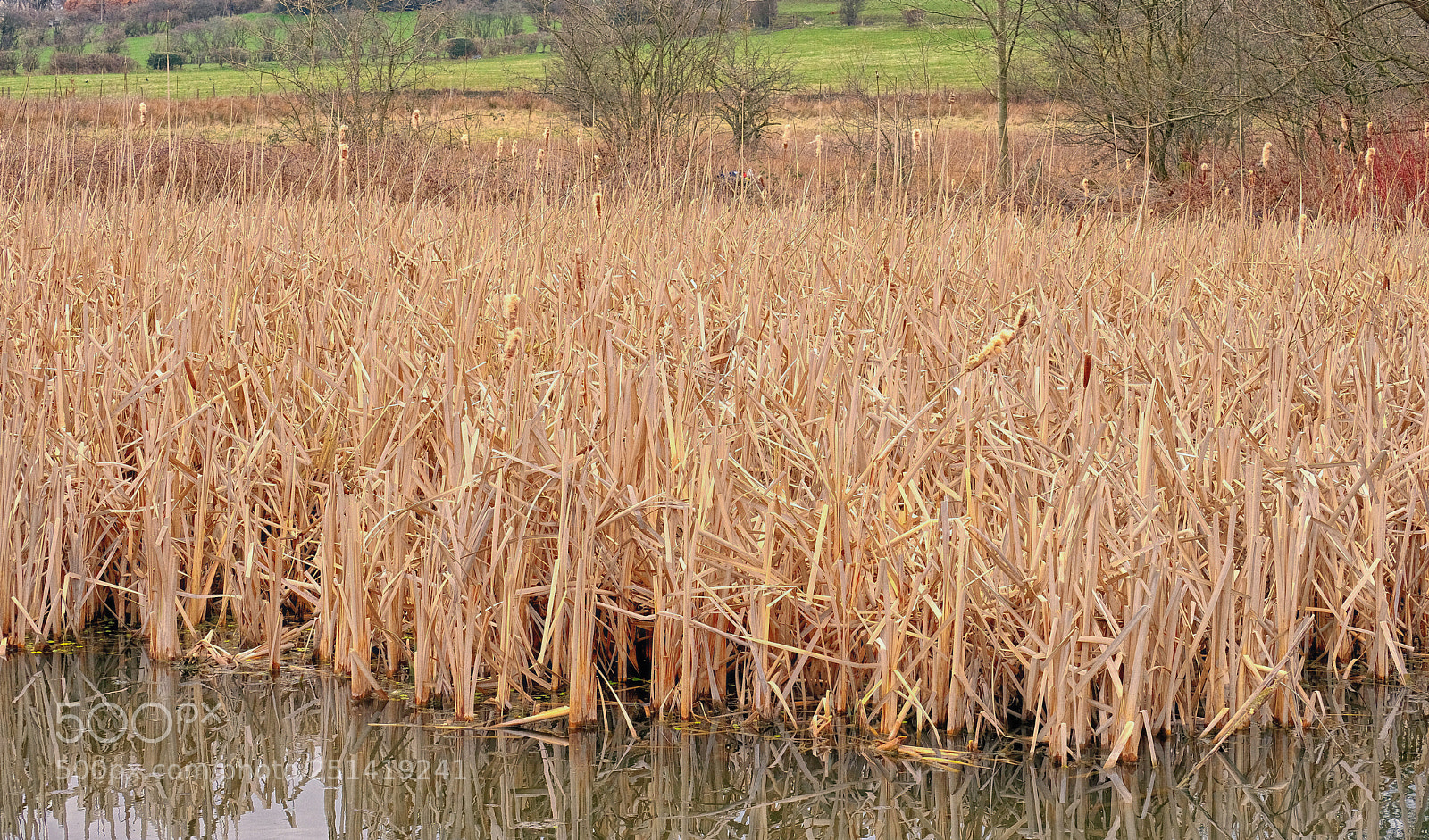 Fujifilm X-T20 sample photo. "the old reeds". photography