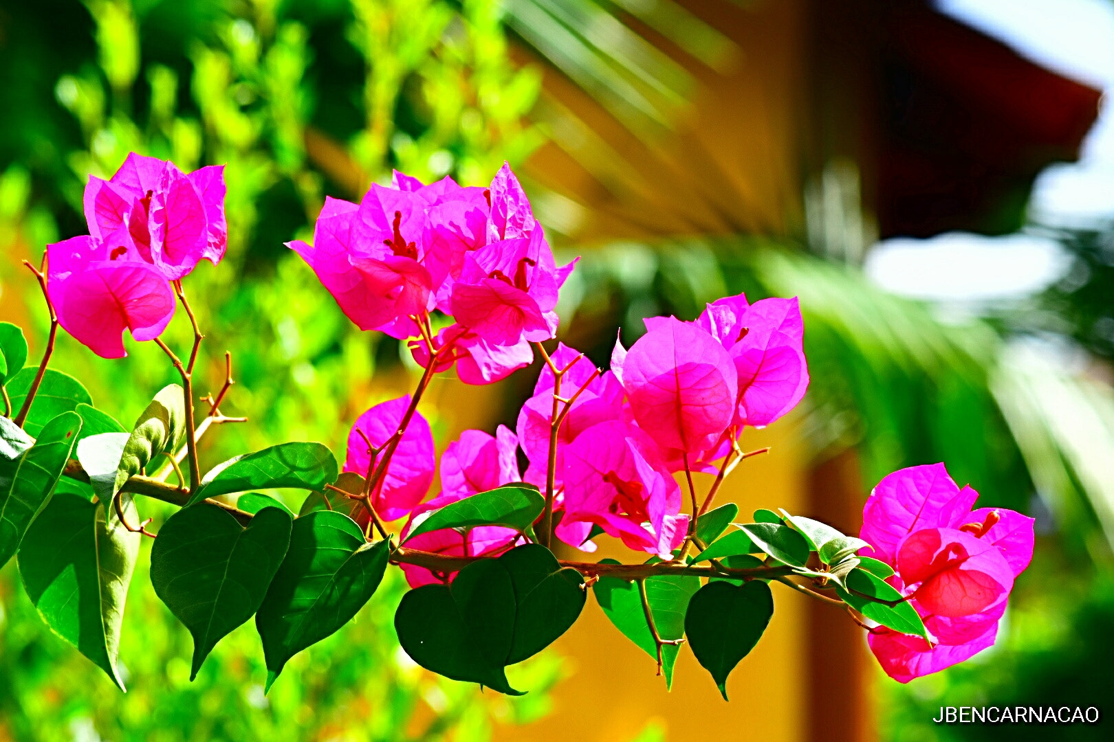 Nikon D5600 sample photo. Primavera photography