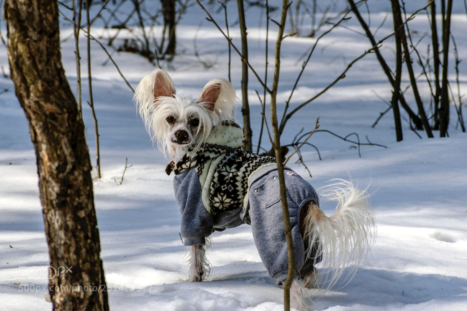 Nikon D5300 sample photo. Ears photography