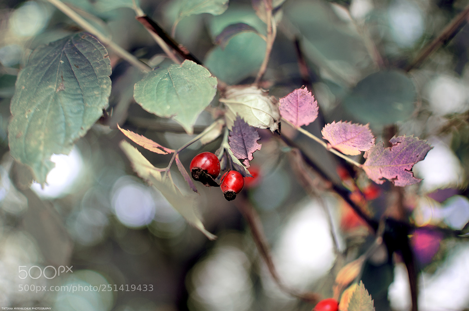 Nikon D5100 sample photo. Red berries photography
