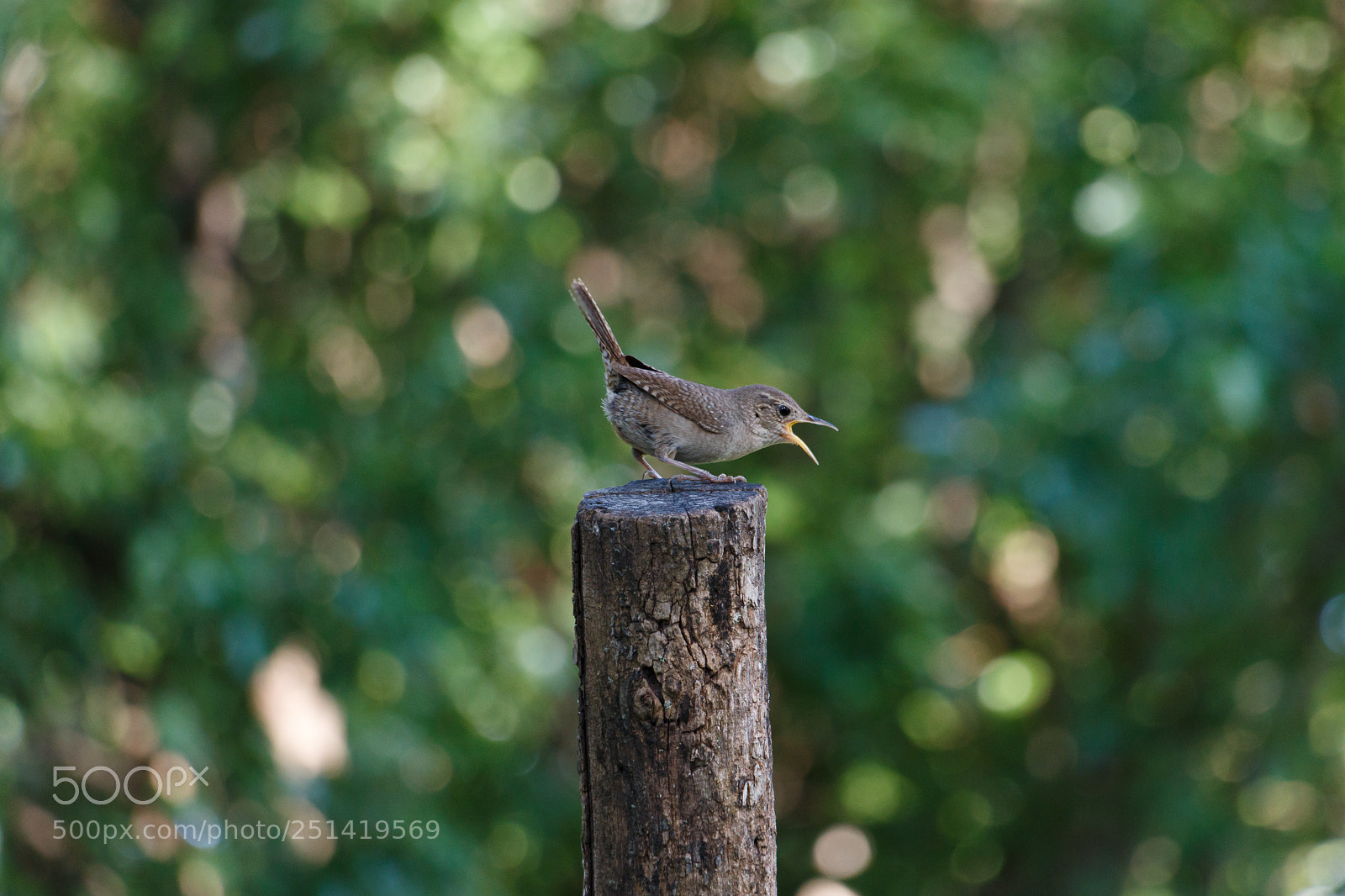 Canon EOS 70D sample photo. Chirping wren photography