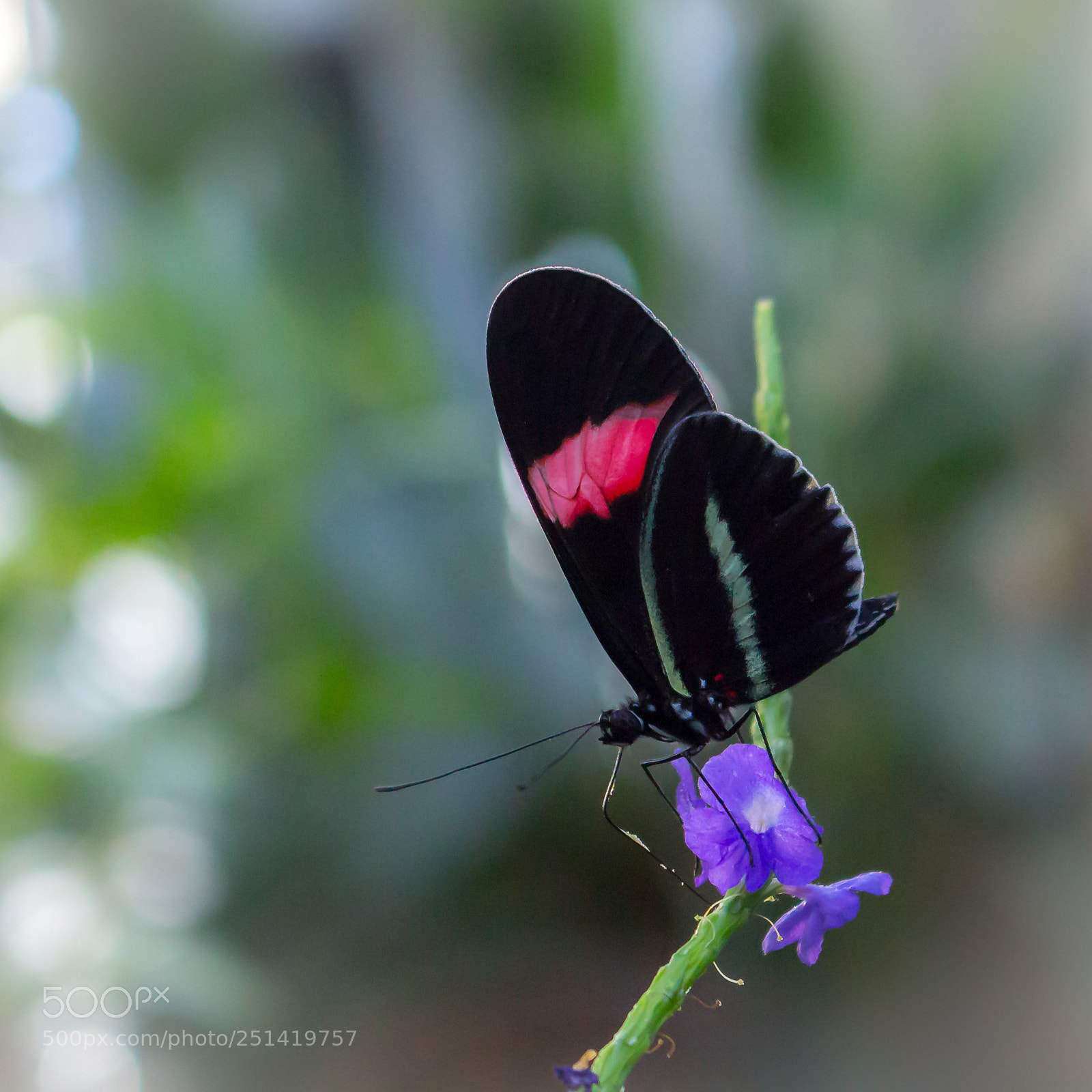Canon EOS 700D (EOS Rebel T5i / EOS Kiss X7i) sample photo. Heliconius melpomene rosina photography