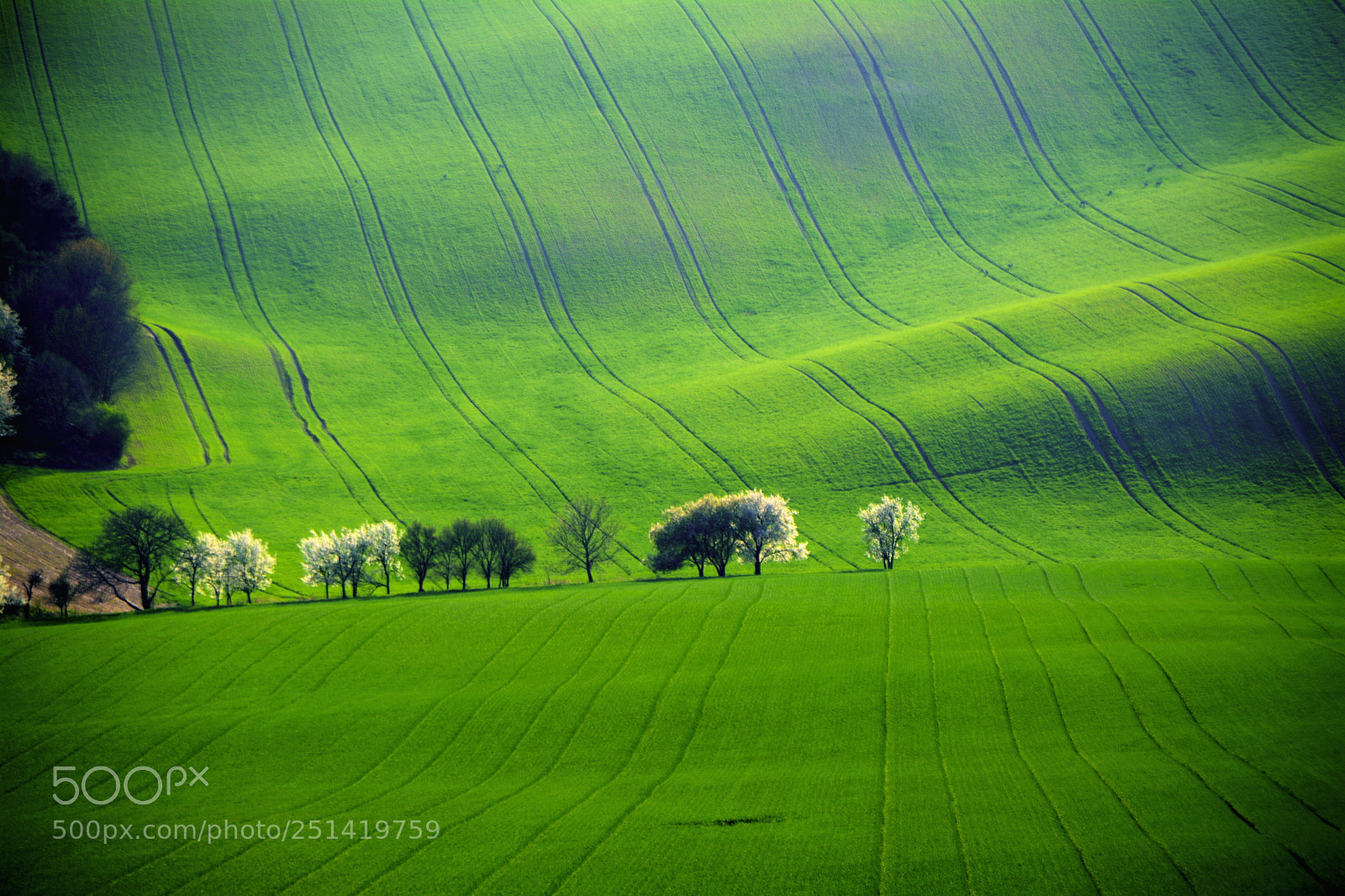 Nikon D7100 sample photo. Moravia spring photography