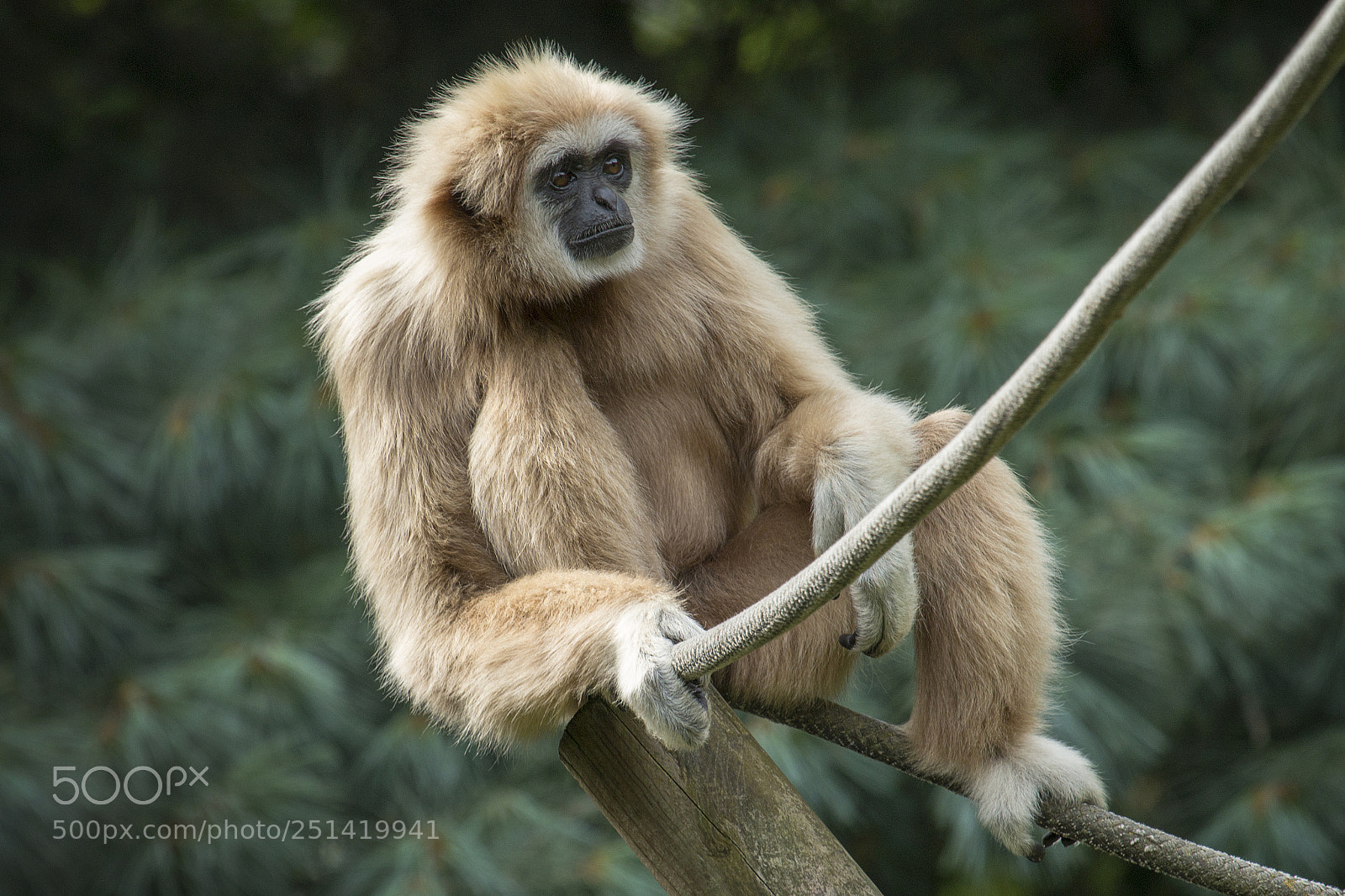 Canon EOS 70D sample photo. Aap photography