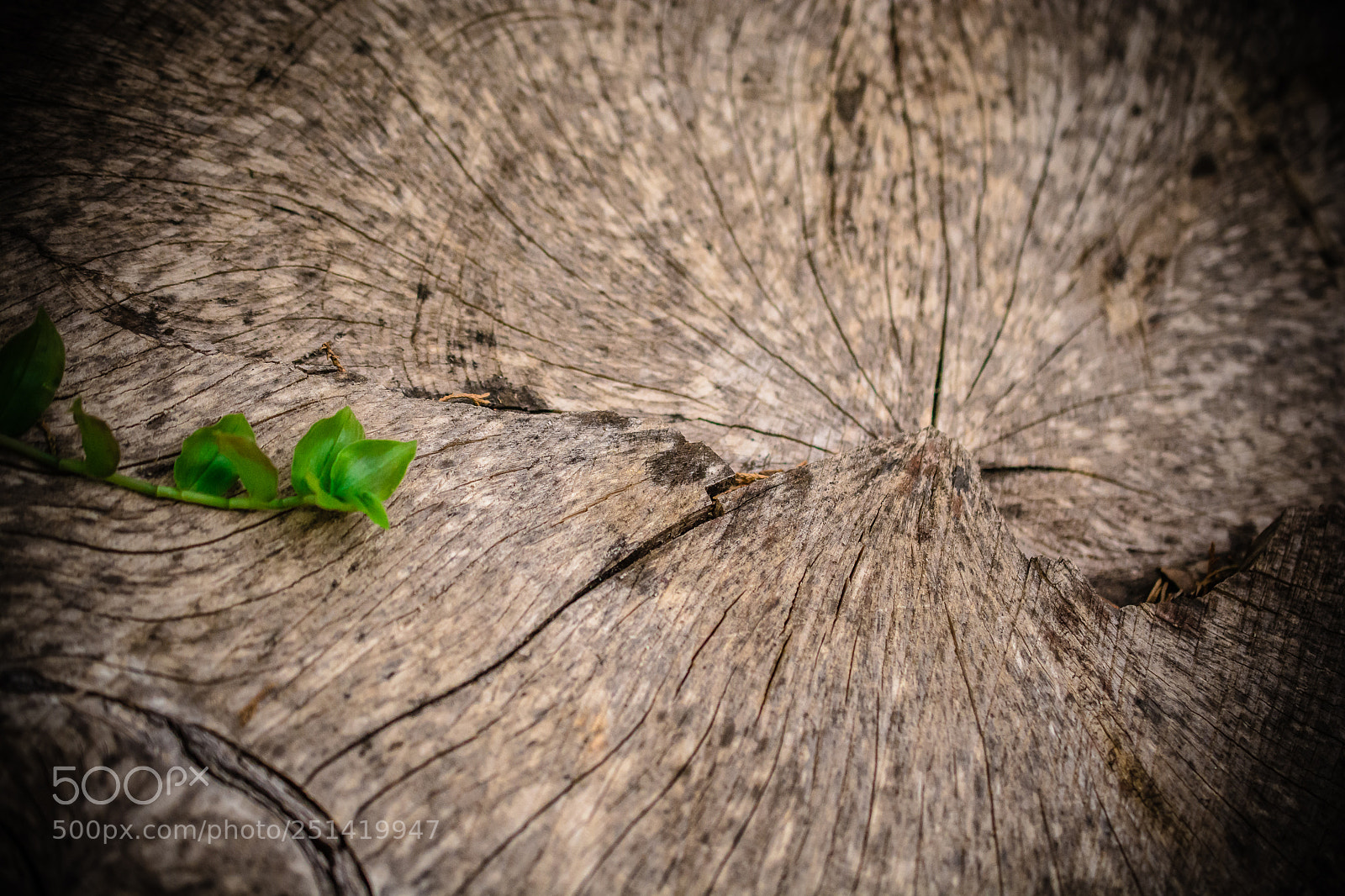 Nikon D7100 sample photo. A vida irrompe photography