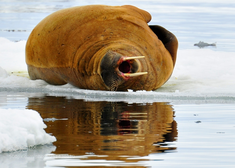 Nikon D3S sample photo. 北极海象 photography