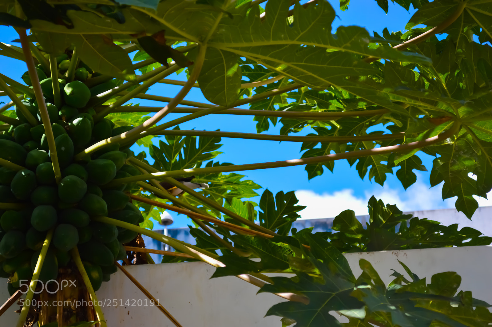 Nikon D3200 sample photo. Pawpaw photography