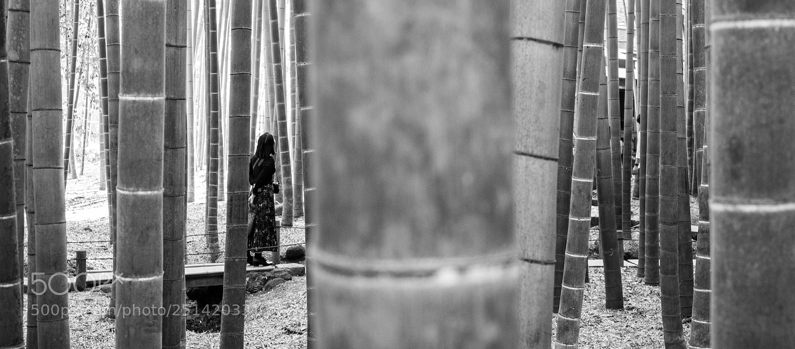 Canon EOS 6D Mark II sample photo. Untitled photography