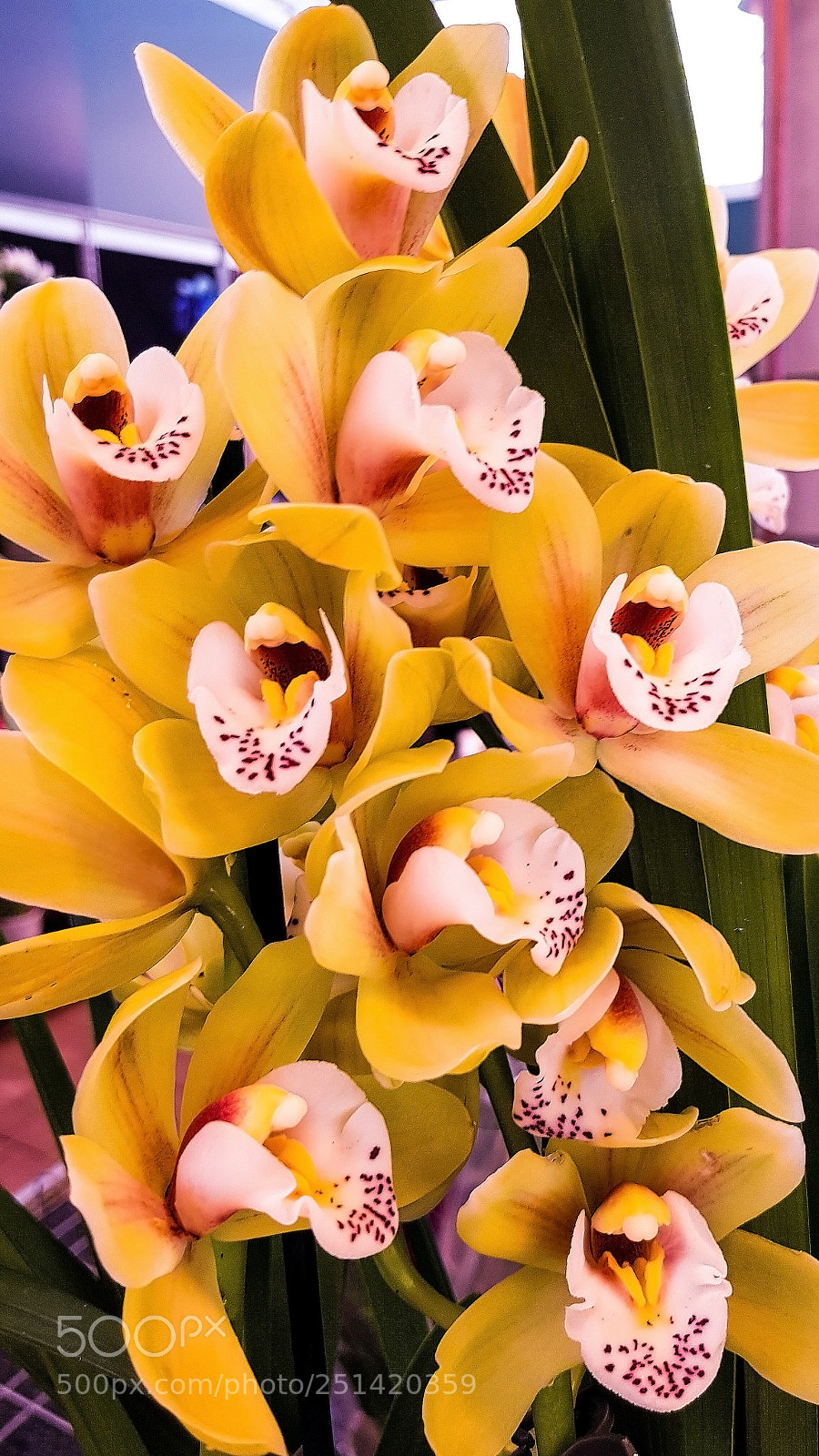 Samsung Galaxy S8 sample photo. Yellow orchids in a photography