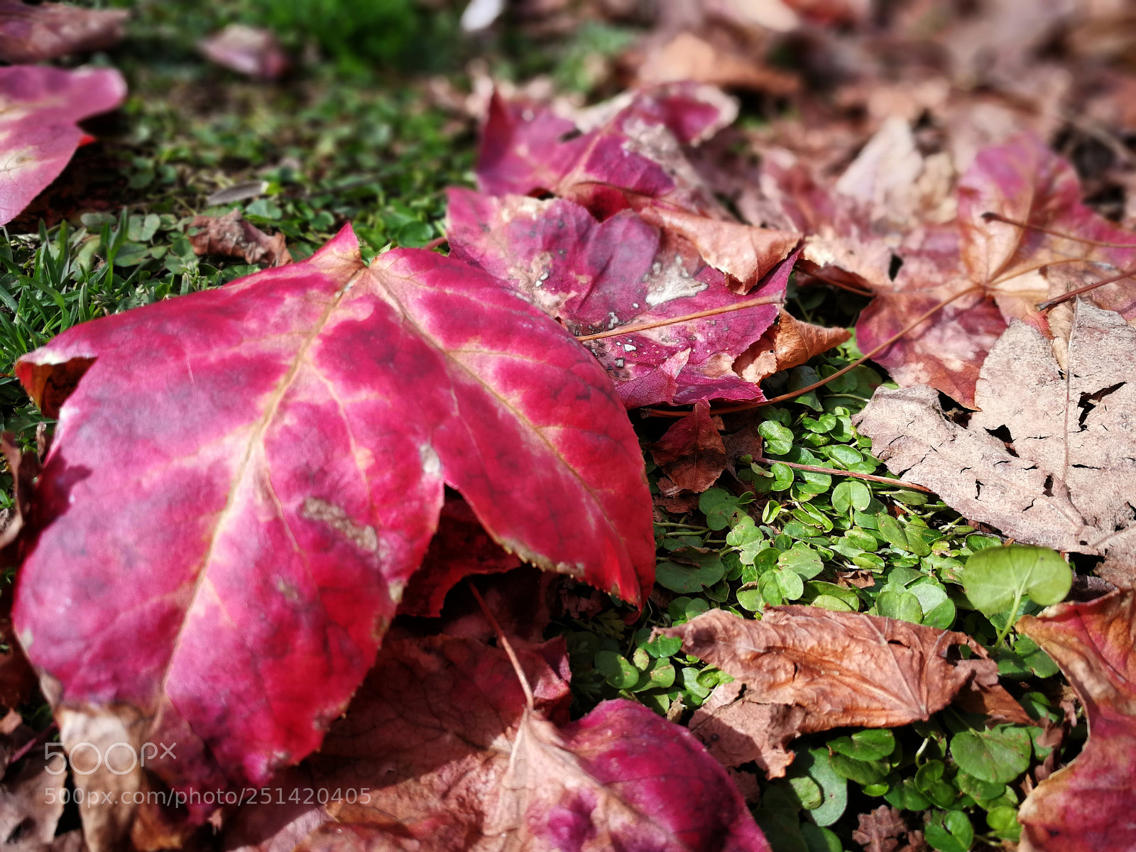 HUAWEI P10 sample photo. Leaves photography