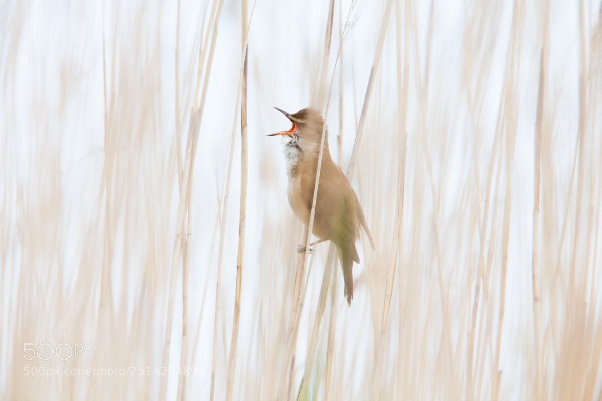 Canon EOS 5D Mark II sample photo. Acrocephalus arundinaceus, great reed photography