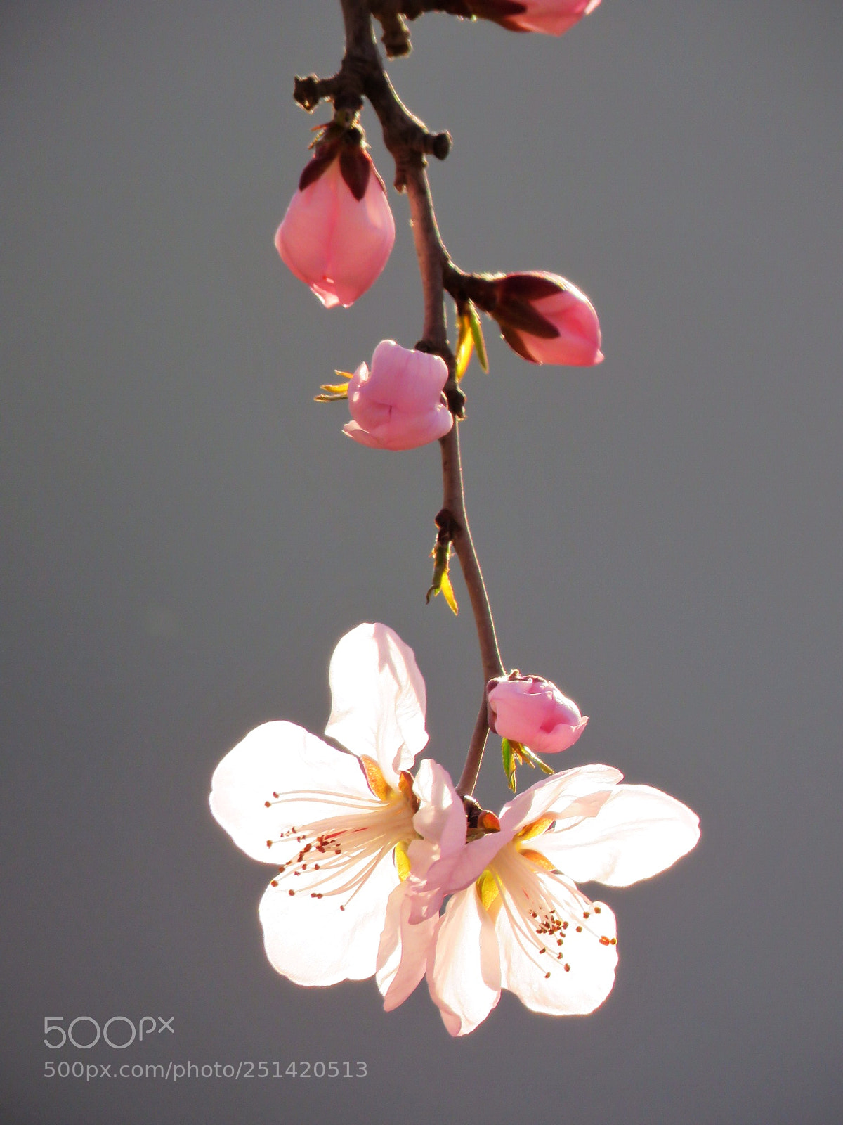 Canon PowerShot SX60 HS sample photo. Untitled photography