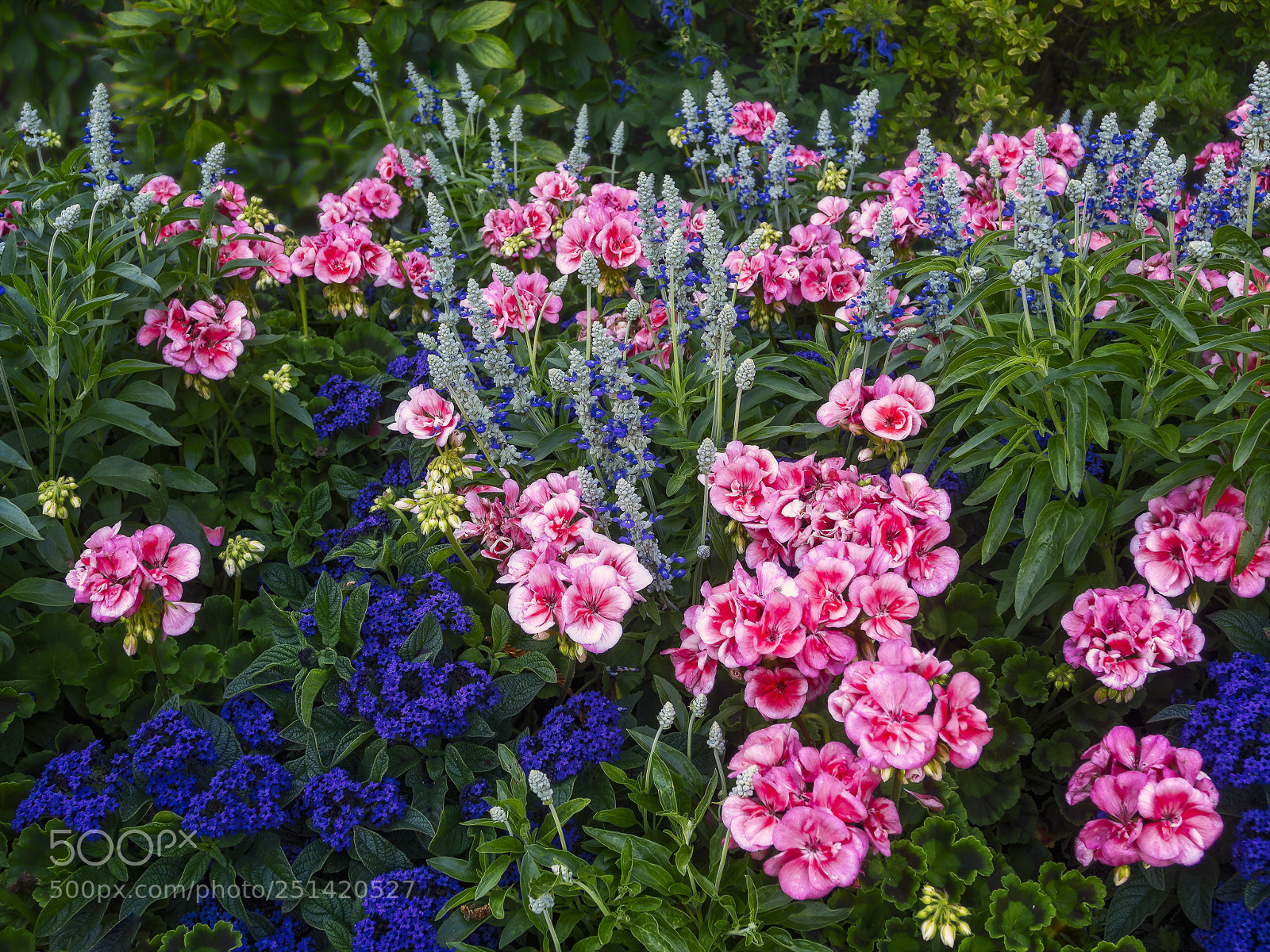 Olympus OM-D E-M5 sample photo. Summer display at butchart #1 photography