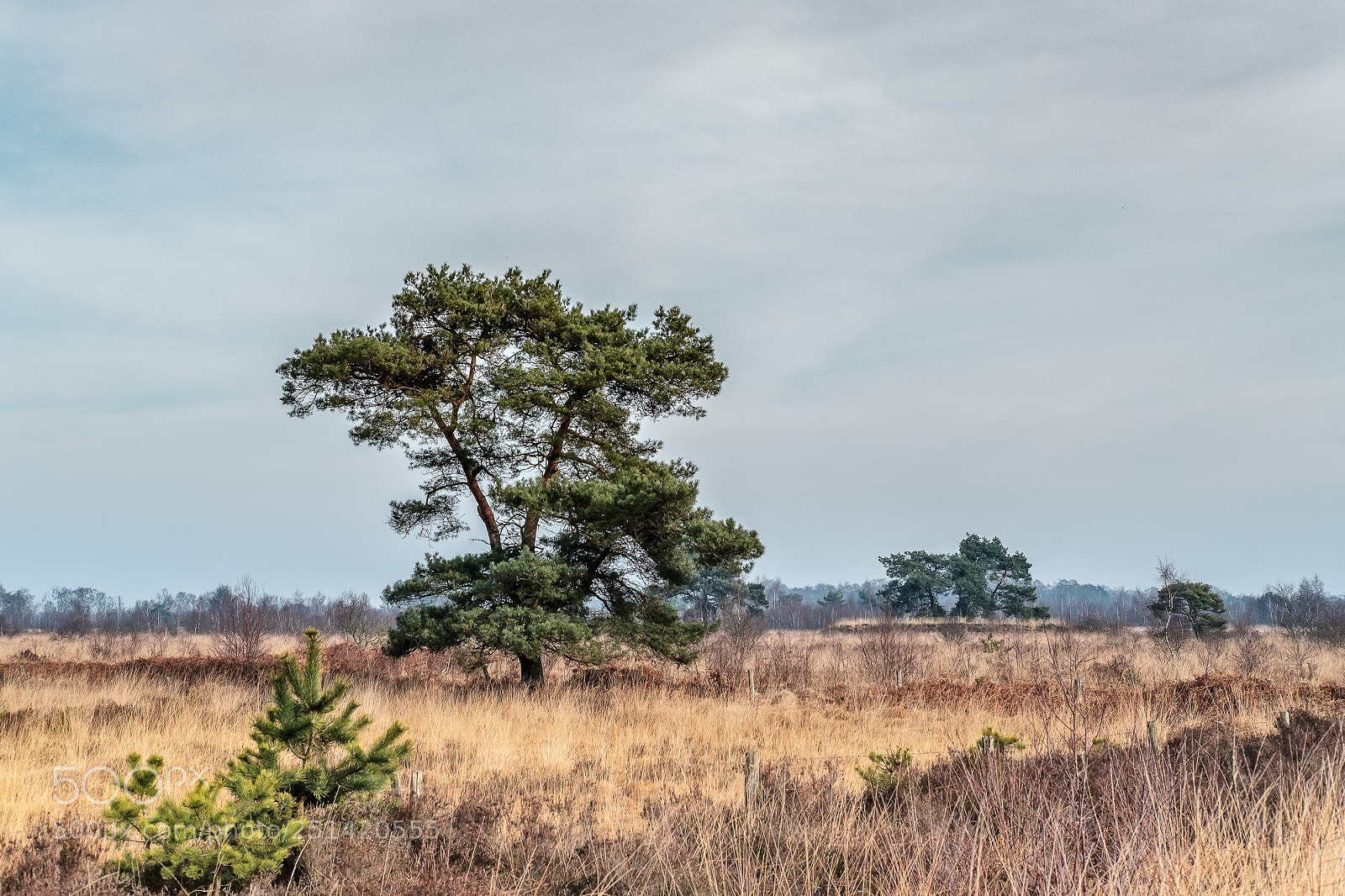 Fujifilm X-T2 sample photo. Bomen in het veld photography