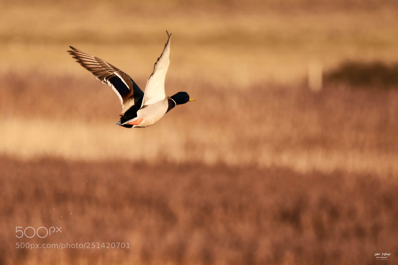 Nikon D7100 sample photo. Mallard over farlington marshes photography