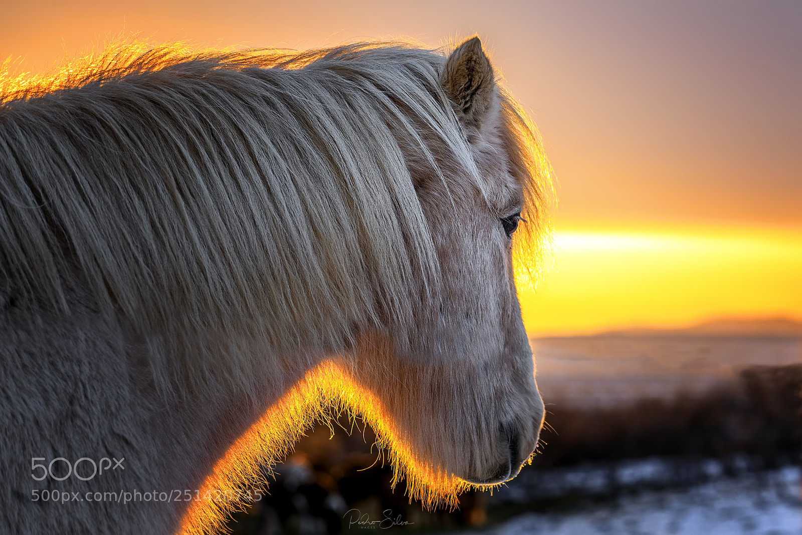 Canon EOS 5D Mark IV sample photo. Icelandic horse photography