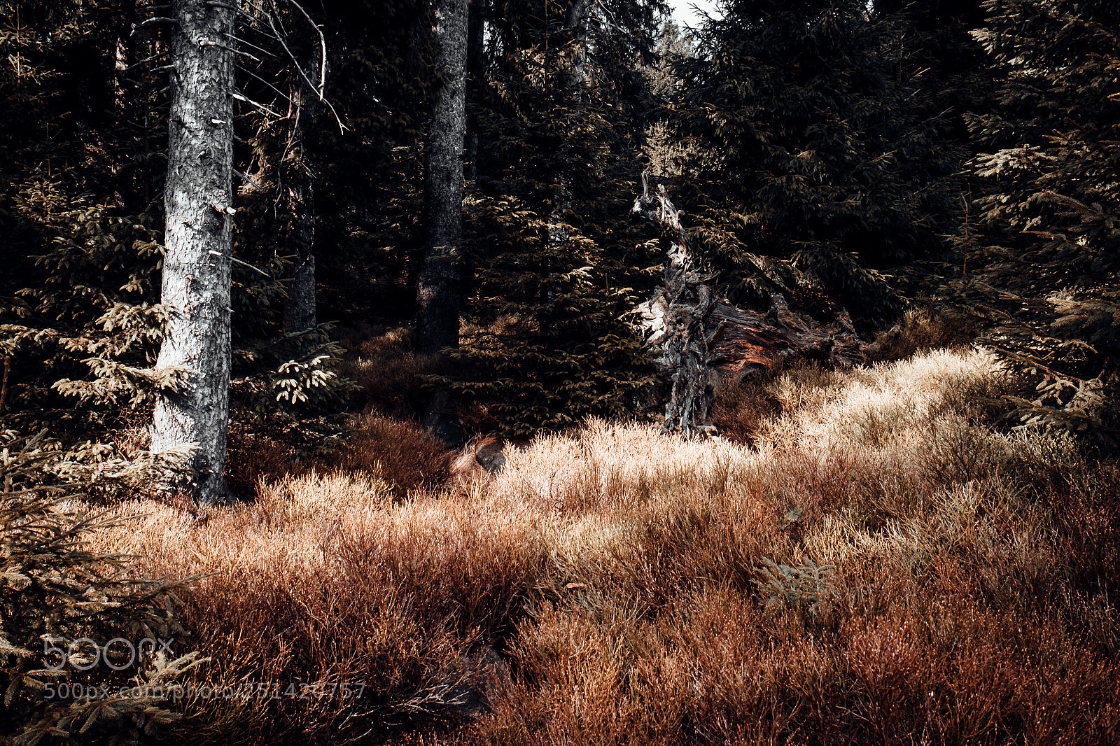 Fujifilm X-E1 sample photo. Waldzeit photography