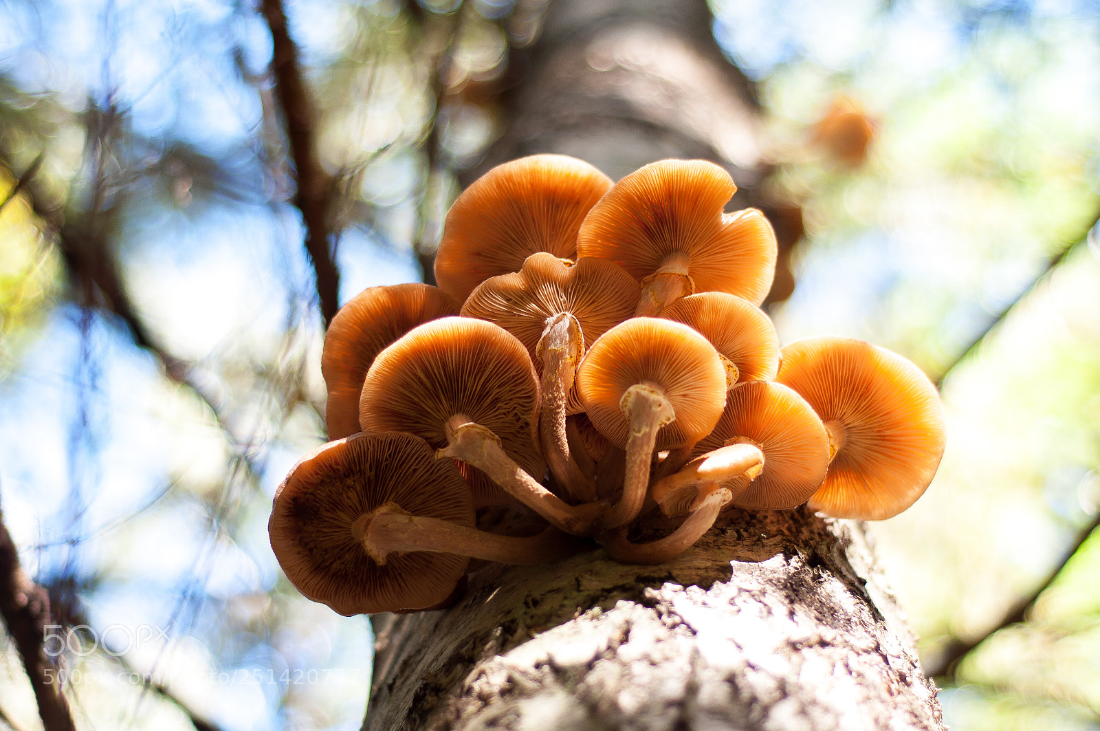 Nikon D90 sample photo. Honey agarics photography