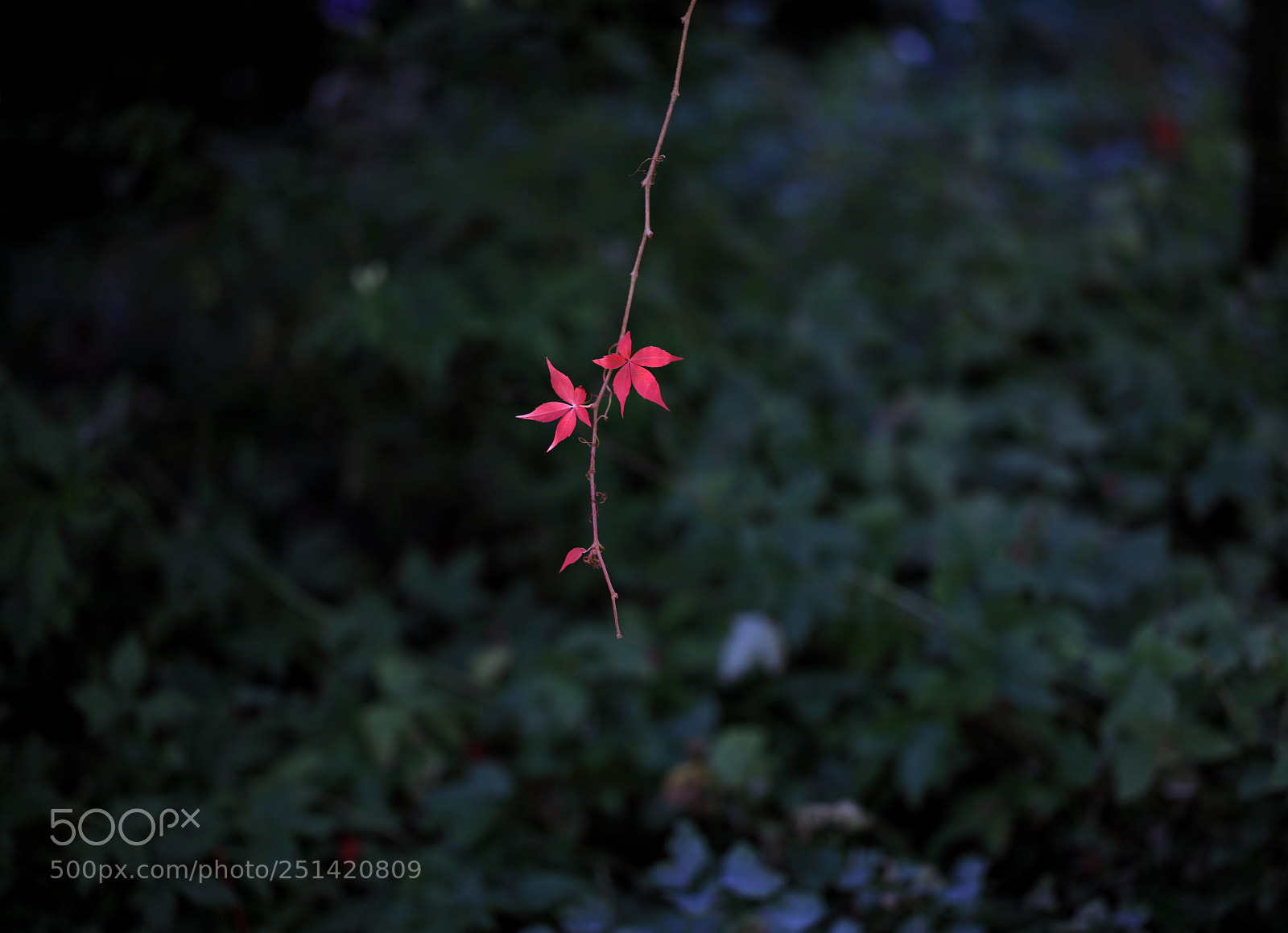 Canon EOS 5DS R sample photo. Autumn red photography