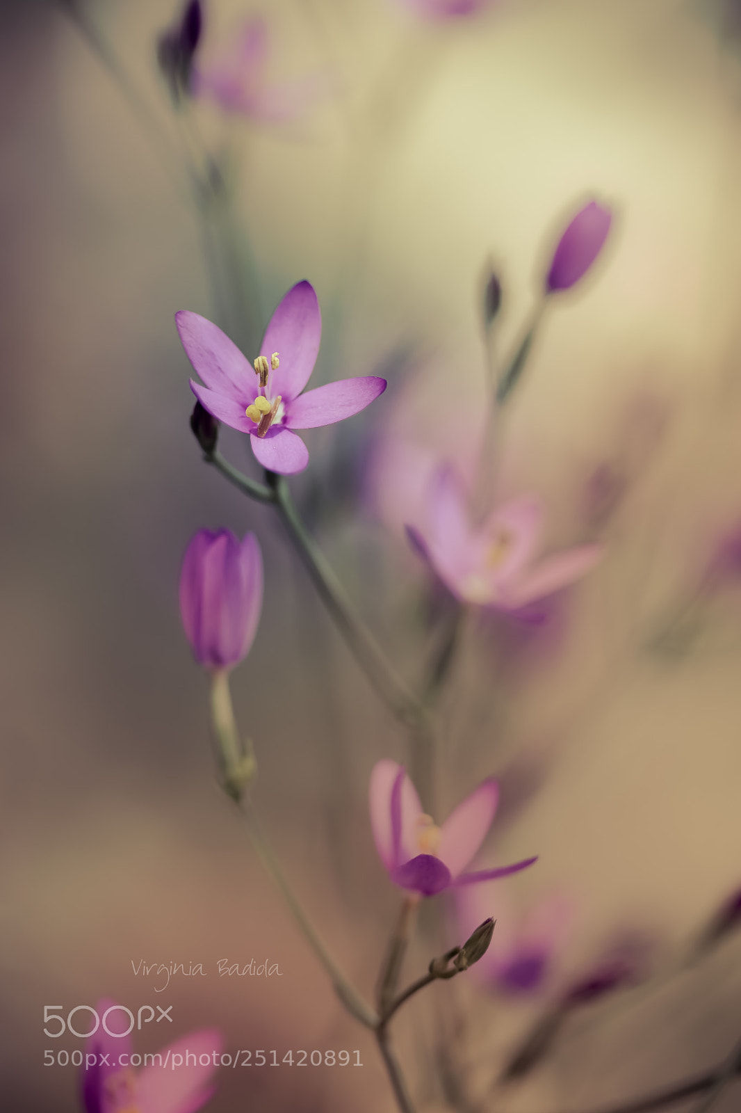 Canon EOS 80D sample photo. *** photography