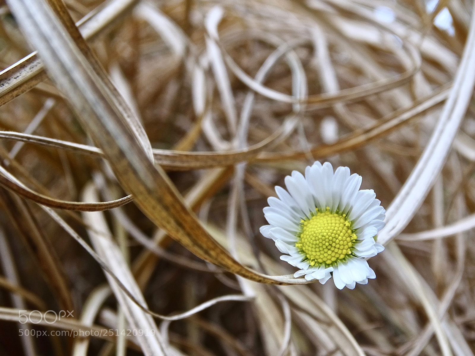 Sony Cyber-shot DSC-HX400V sample photo. Silence photography