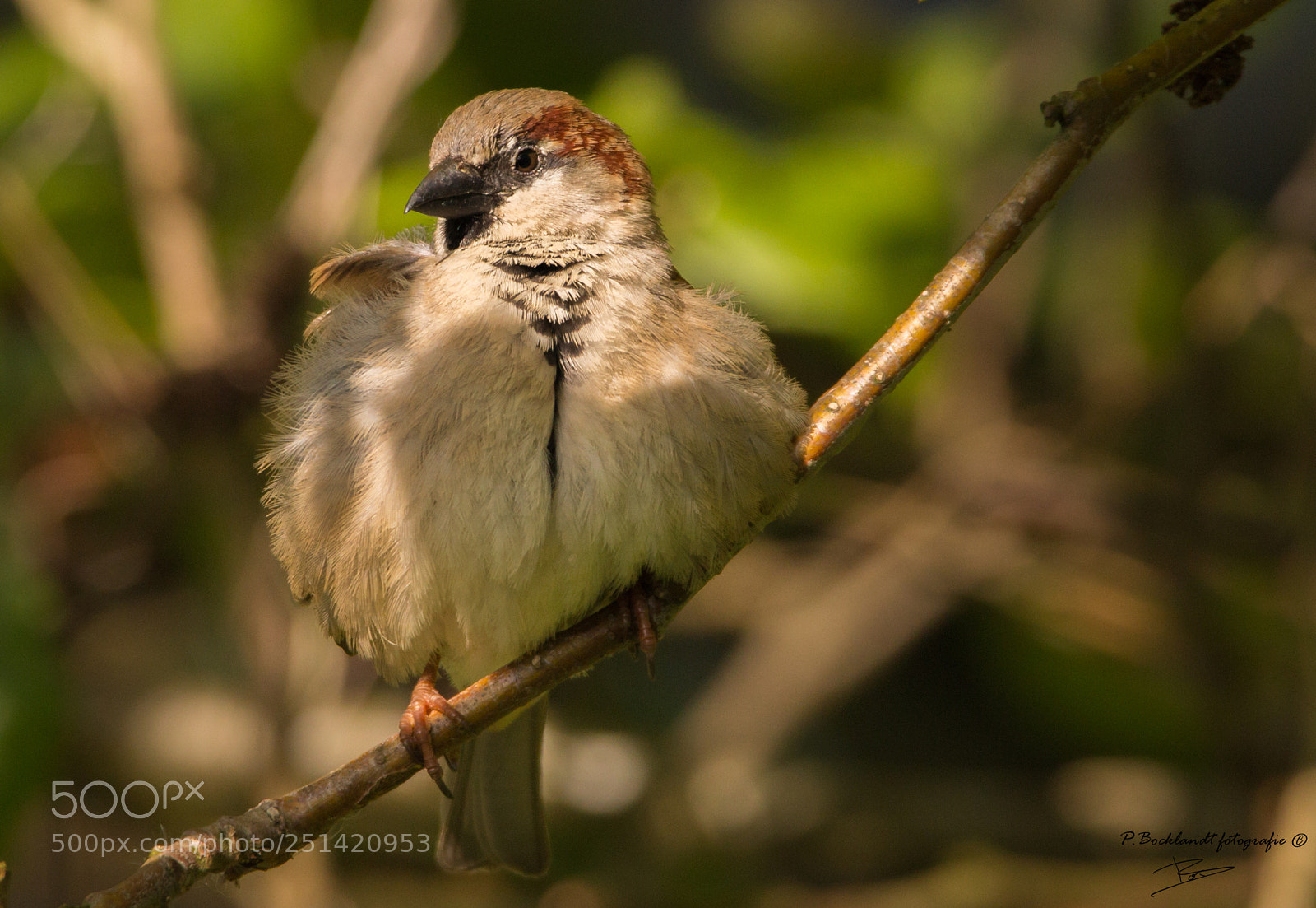 Canon EOS 70D sample photo. House sparrow photography