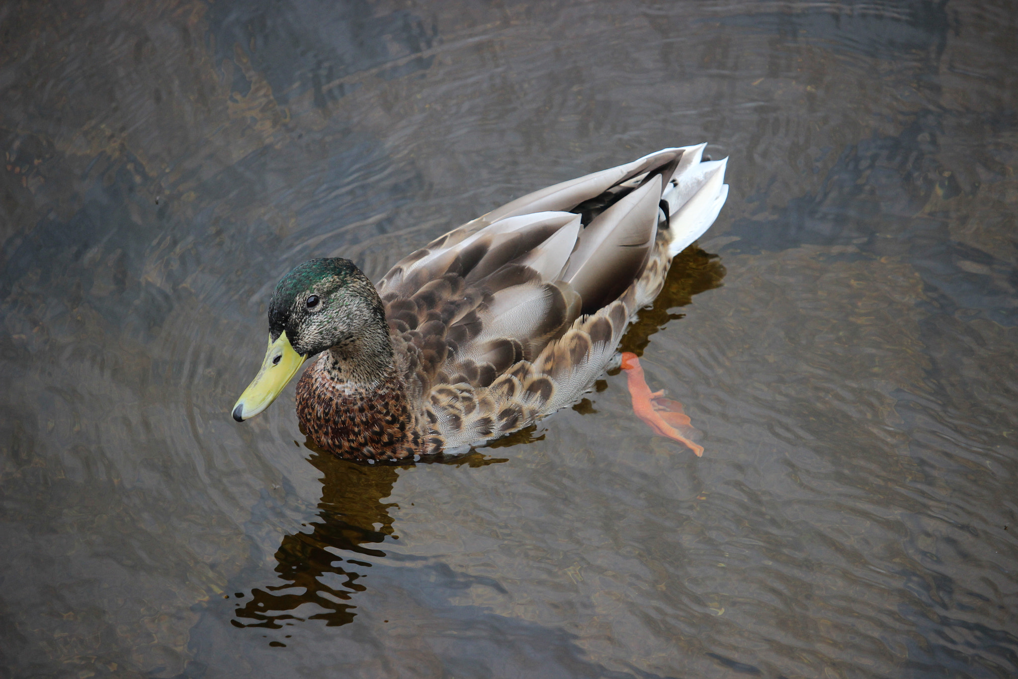 Canon EOS 600D (Rebel EOS T3i / EOS Kiss X5) + Canon EF-S 55-250mm F4-5.6 IS STM sample photo. Duck chilling on lake photography