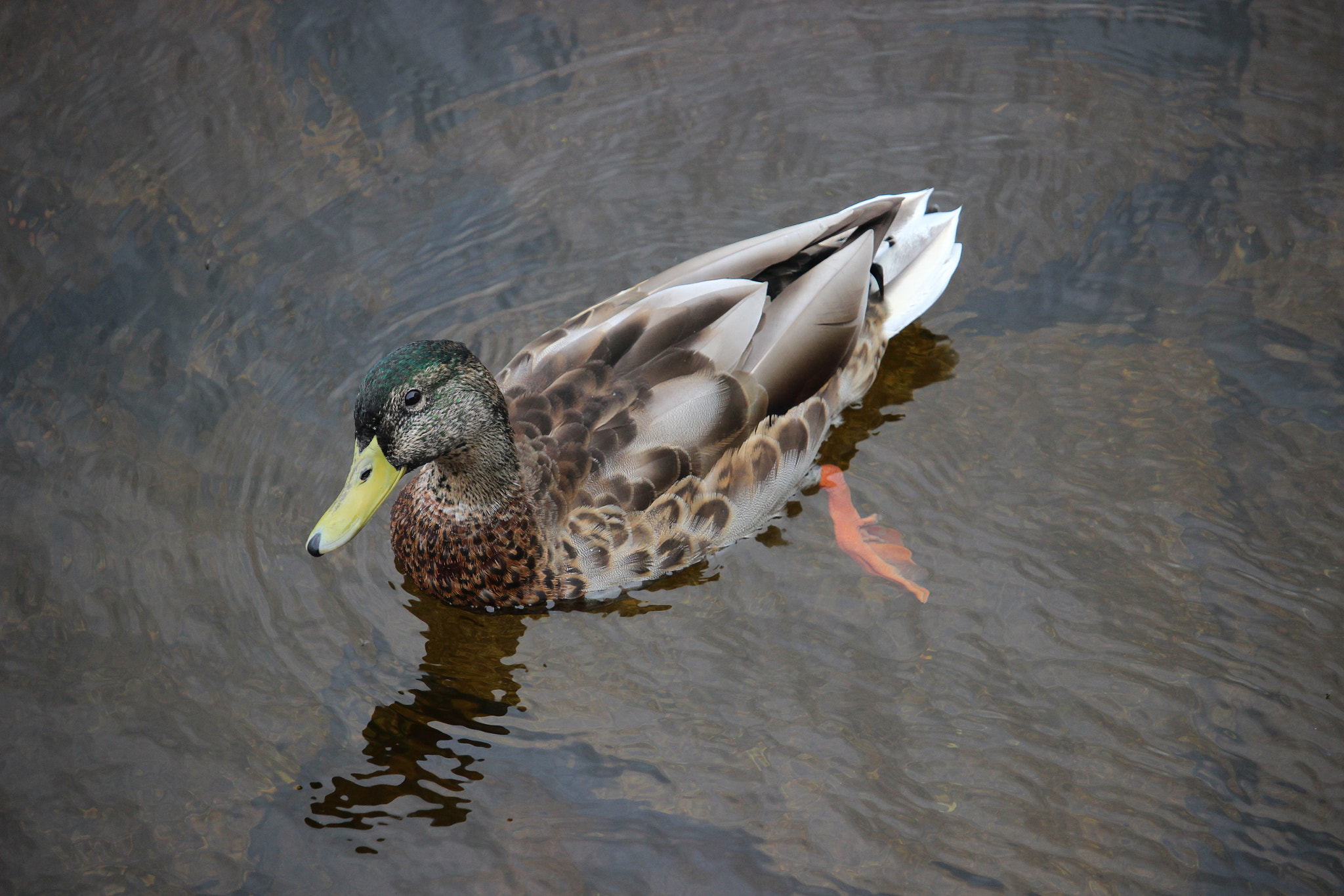 Canon EF-S 55-250mm F4-5.6 IS STM sample photo. Duck chilling on lake photography