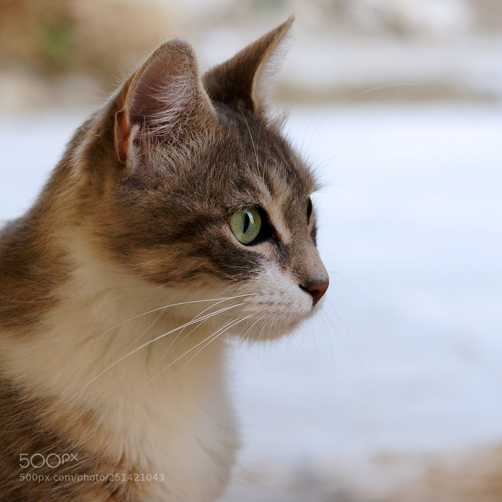 Sony Alpha DSLR-A700 sample photo. Nice cat photography