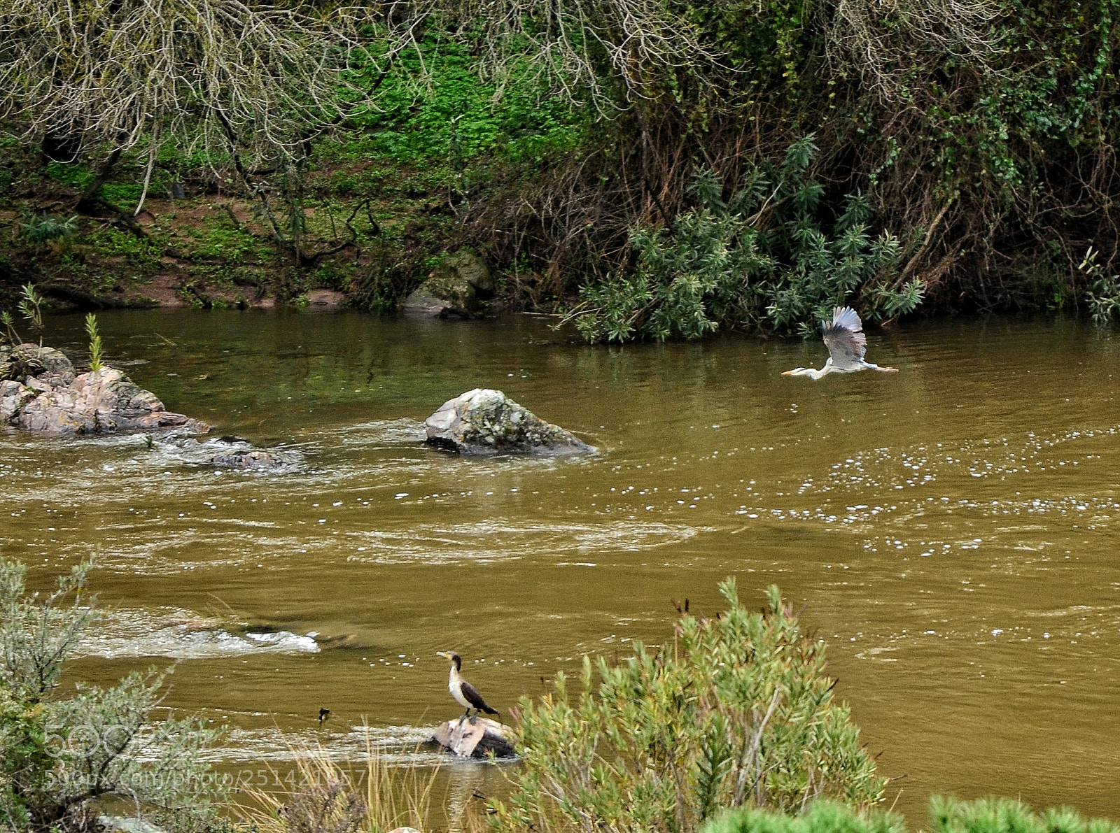 Nikon D5100 sample photo. Neighbours of the river photography