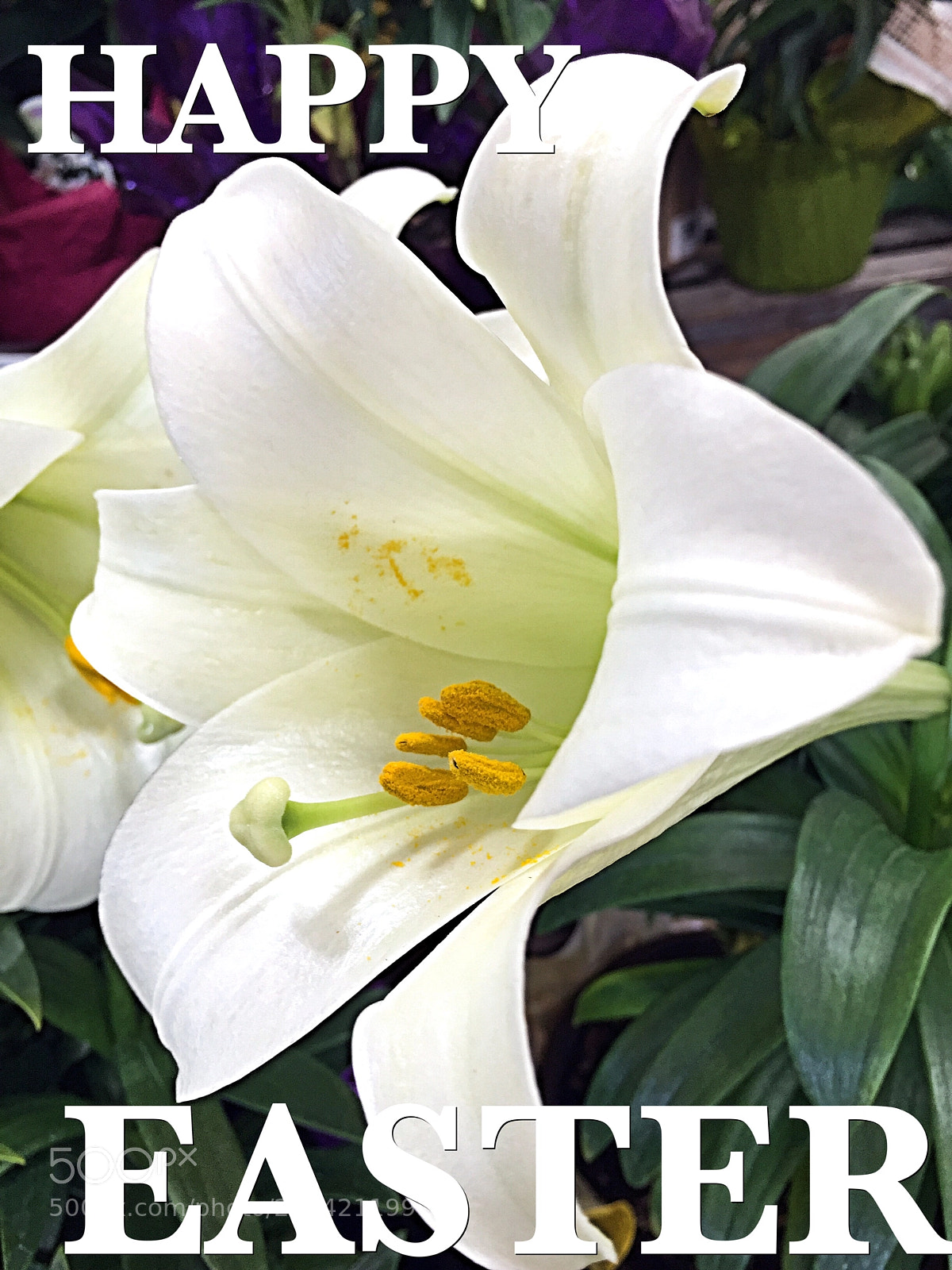 Apple iPhone 6 sample photo. Untitled photography