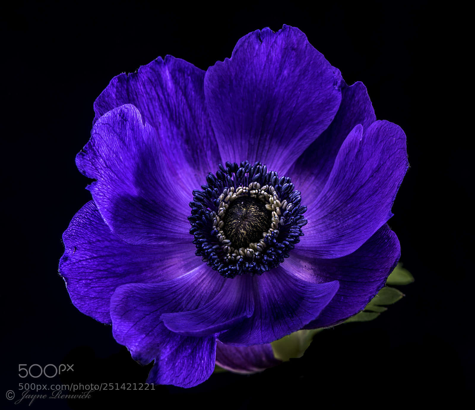 Nikon D810 sample photo. Blue anemone (ranunculaceae) photography