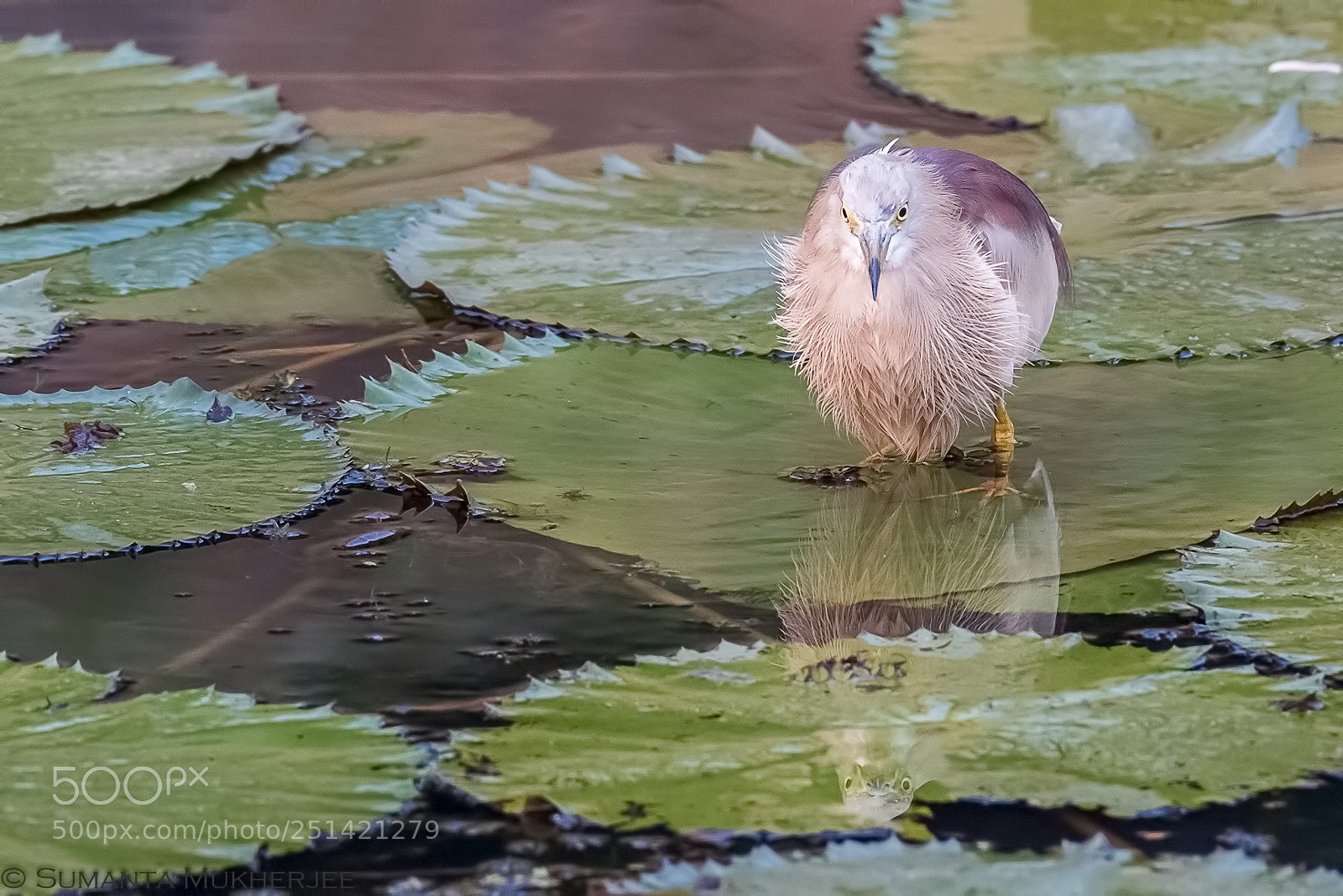 Nikon D810 sample photo. Reflection.. photography