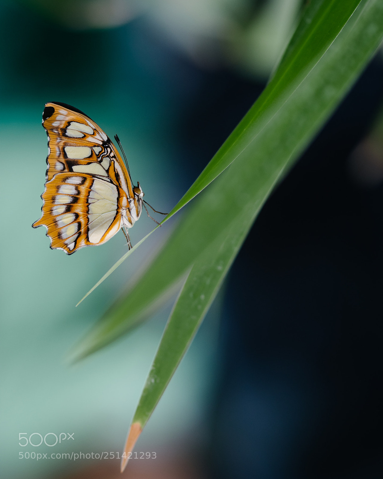Panasonic Lumix DC-G9 sample photo. Butterfly photography
