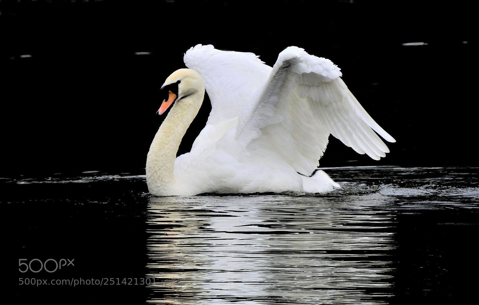 Nikon Coolpix P900 sample photo. Swan photography