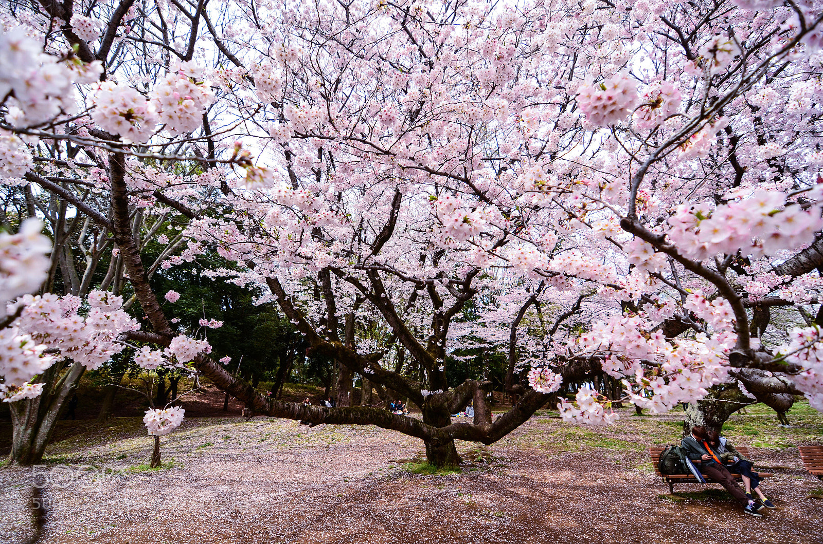 Nikon D7000 sample photo. Love photography