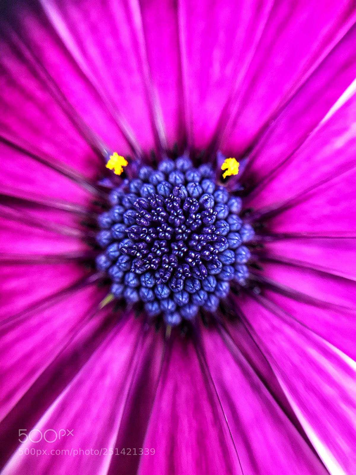 Apple iPhone 7 sample photo. Purple daisy photography
