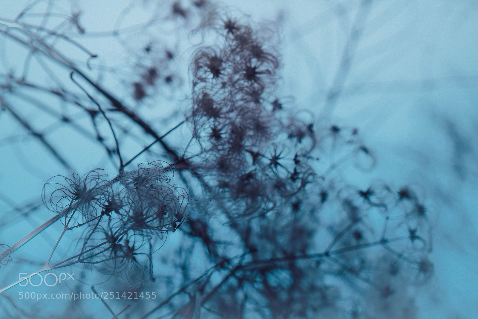 Sony a7R II sample photo. Hibernation photography