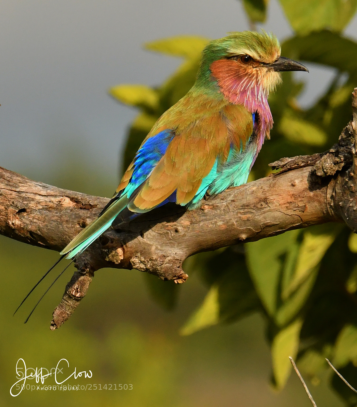 Nikon D500 sample photo. Lilac breasted roller in photography