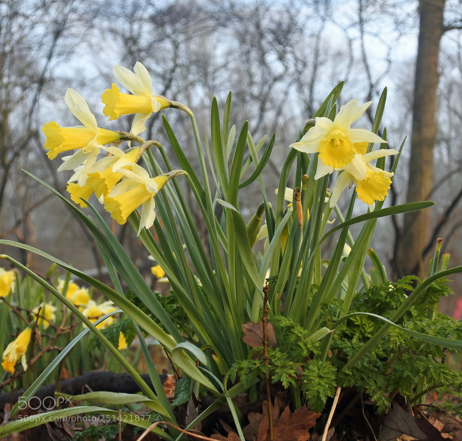 Nikon 1 J5 sample photo. Springtime photography