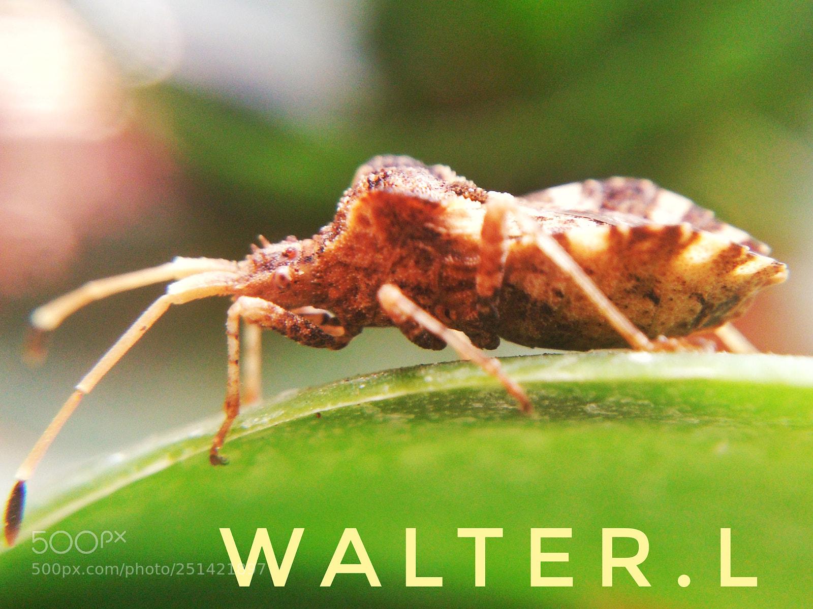 LG G3 sample photo. Insectus photography