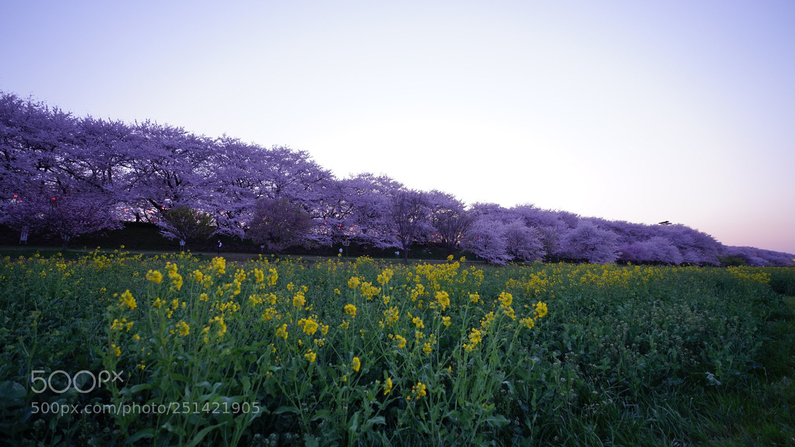 Sony a7R III sample photo. Untitled photography