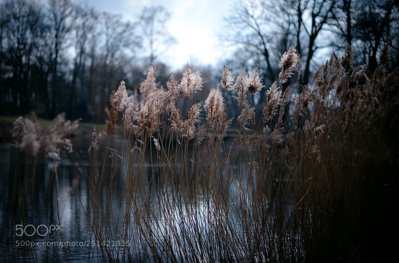 Nikon D800 sample photo. Schlossteich. photography