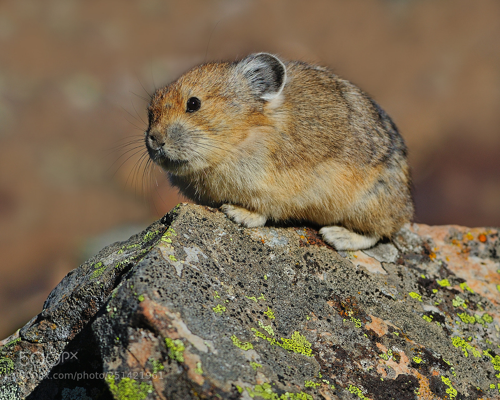Nikon D700 sample photo. Percarious photography